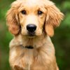 Angelic Paws Training and Boarding gift card