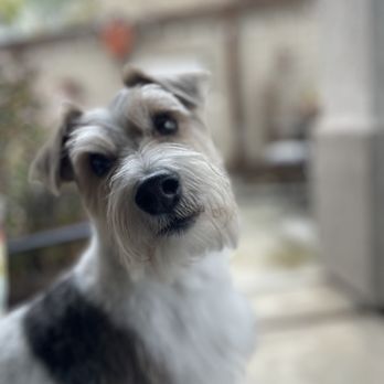 Nichole's Loving Cuts - Finns first real grooming and Nicole's did an amazing job. - Pet Groomers Near Me - Murrieta, California Nichole's Loving Cuts - Finns first real grooming and Nicole's did an amazing job. - Pet Groomers Near Me - Murrieta, California