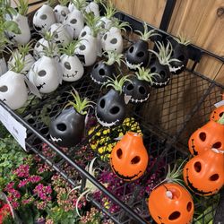 Trader Joe's
