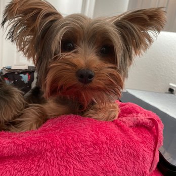 Furry Critters Salon Mobile - Pet Groomers Near Me Furry Critters Salon Mobile - Pet Groomers Near Me