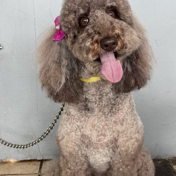 Pawfect Express Pet Spa - Pet Groomers Near Me - Montebello, California