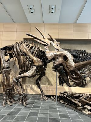 Canadian Museum of Nature / Musée canadien de la nature by null