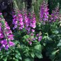 Photo of Bulow Gardens Center