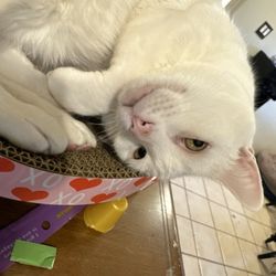 Purrfurably Cats