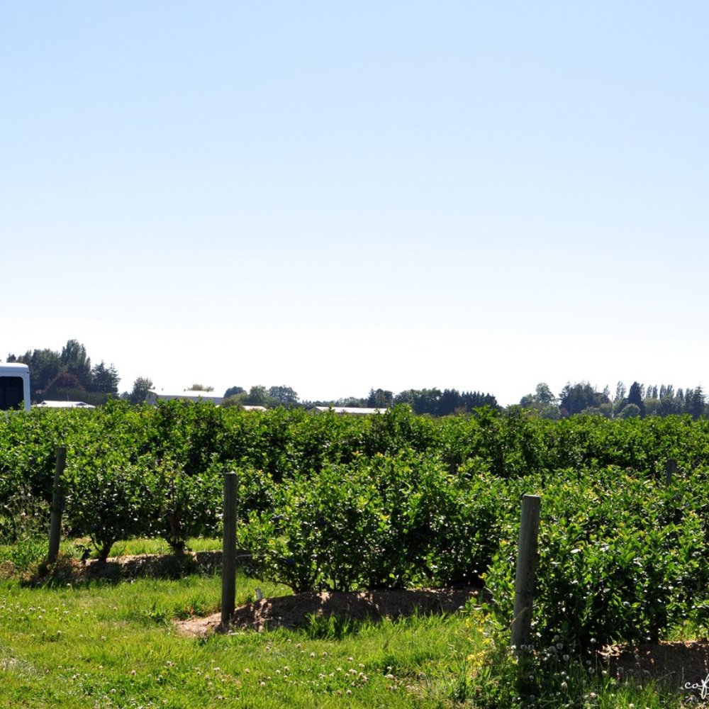Emma Lea Farms - Fruits & Veggies Near Me - Delta, British Columbia