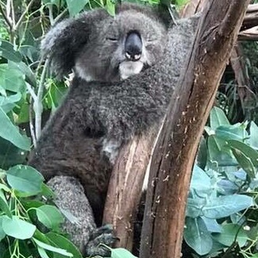 AAT Kings Tours - Featherlake Wildlife Park - Travel Services Near Me - Sydney, NSW AAT Kings Tours - Featherlake Wildlife Park - Travel Services Near Me - Sydney, NSW