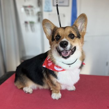 Elevated Dog Grooming - Pet Groomers Near Me - Centennial, Colorado
