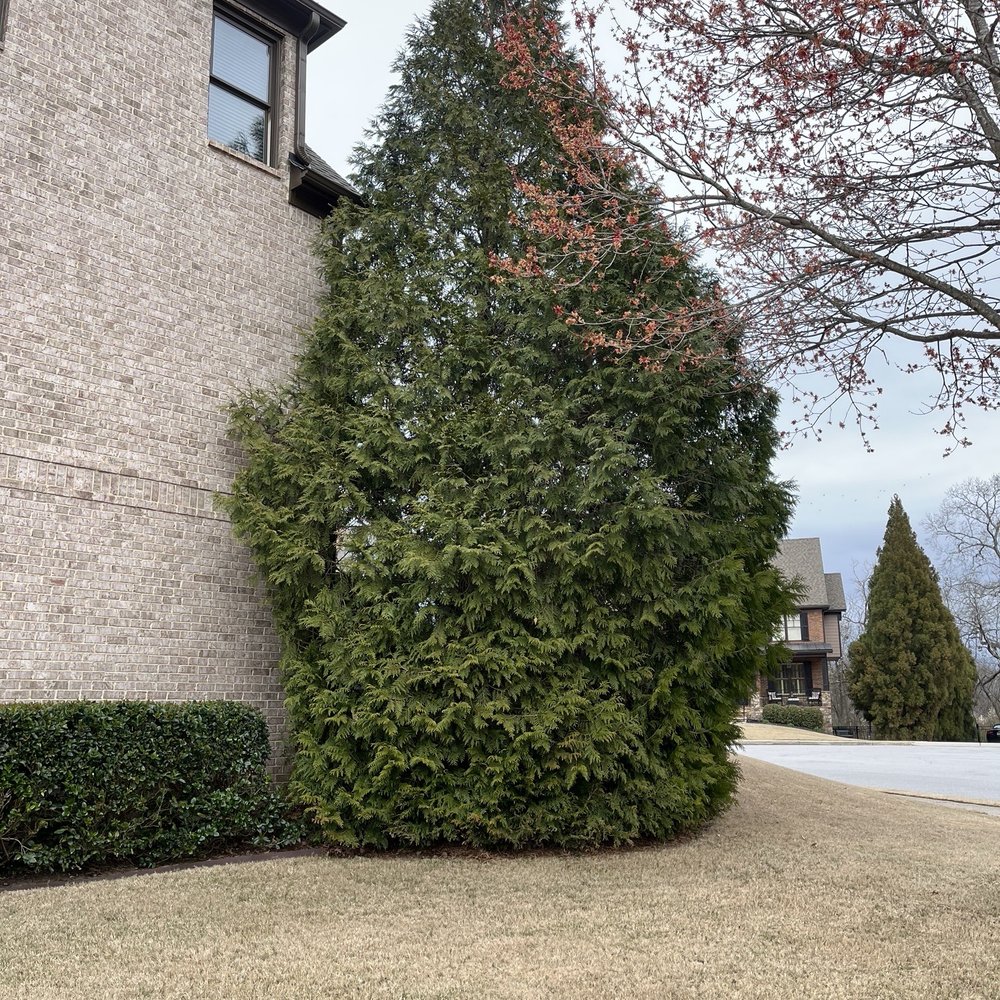 Reasonable Tree Experts - Tree Services Near Me - Braselton, Georgia Reasonable Tree Experts - Tree Services Near Me - Braselton, Georgia