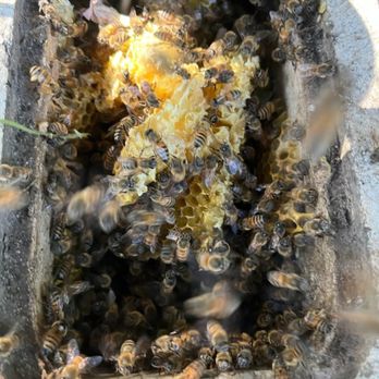 All 818 Bee Rescue - Woah! Beehive in the water meter box! - Pest Control Near Me - Granadahills, California