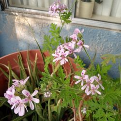 Christy's Donuts - my geraniums