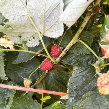 Heider's Berry Farm - Pick Your Own Farms Near Me - Woodstock, Illinois