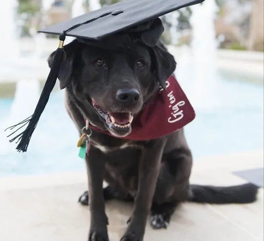 Peregrine Counseling and Wellness - grief counselor in Denver, CO