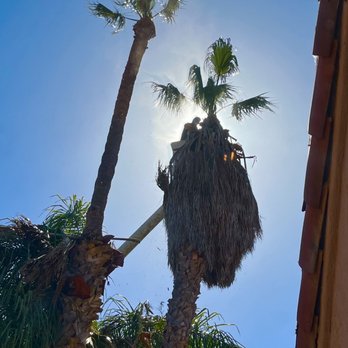 Jimmie's Tree Service - Trimming our 30' palms with the sun behind - Tree Services Near Me Jimmie's Tree Service - Trimming our 30' palms with the sun behind - Tree Services Near Me