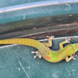 Kona's Gecko Feeding Station