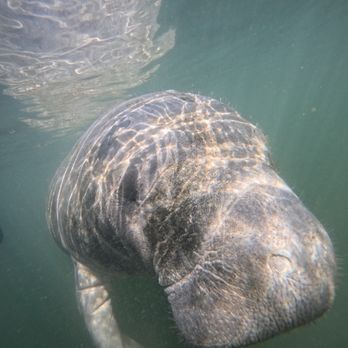 Salty Siren Tours and Charters - Manatee! - Snorkeling Near Me - Crystal River, Florida Salty Siren Tours and Charters - Manatee! - Snorkeling Near Me - Crystal River, Florida