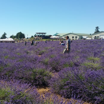 Oregon Lavender Farm - Lavender Festival - Festivals Near Me - Oregon City, Oregon