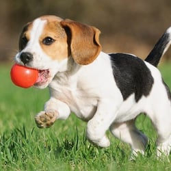 The Canine Centre
