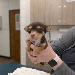 County Line Animal Hospital - Bliss & cuteness in our treatment area at County Line. We treat the extra large & the tiny!!