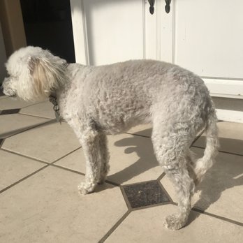 Pup Culture Pet Spaw - This is how she carries her tail currently with the injury - Pet Groomers Near Me - Oceanside, California Pup Culture Pet Spaw - This is how she carries her tail currently with the injury - Pet Groomers Near Me - Oceanside, California