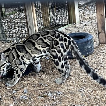 Xtreme Exotics Wildlife Foundation - A clouded leopard with distinctive patterned fur is inside an enclosure with wood chips covering the ground. The enclosure has a wire fence supported by wooden posts, and a tire is visible in the background. The setting appears to be part of a wildlife foundation or sanctuary. - Petting Zoos Near Me