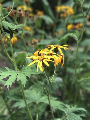 Cambridge University Botanic Garden by null