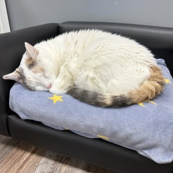 The Catio Cat Lounge - A sleeping cat - Pet Adoption Near Me - Nashville, Tennessee