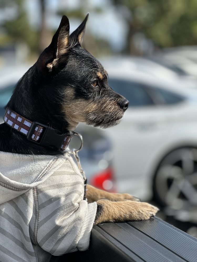 LAKE ELSINORE ANIMAL HOSPITAL 102 Photos & 250 Reviews 31577 Canyon