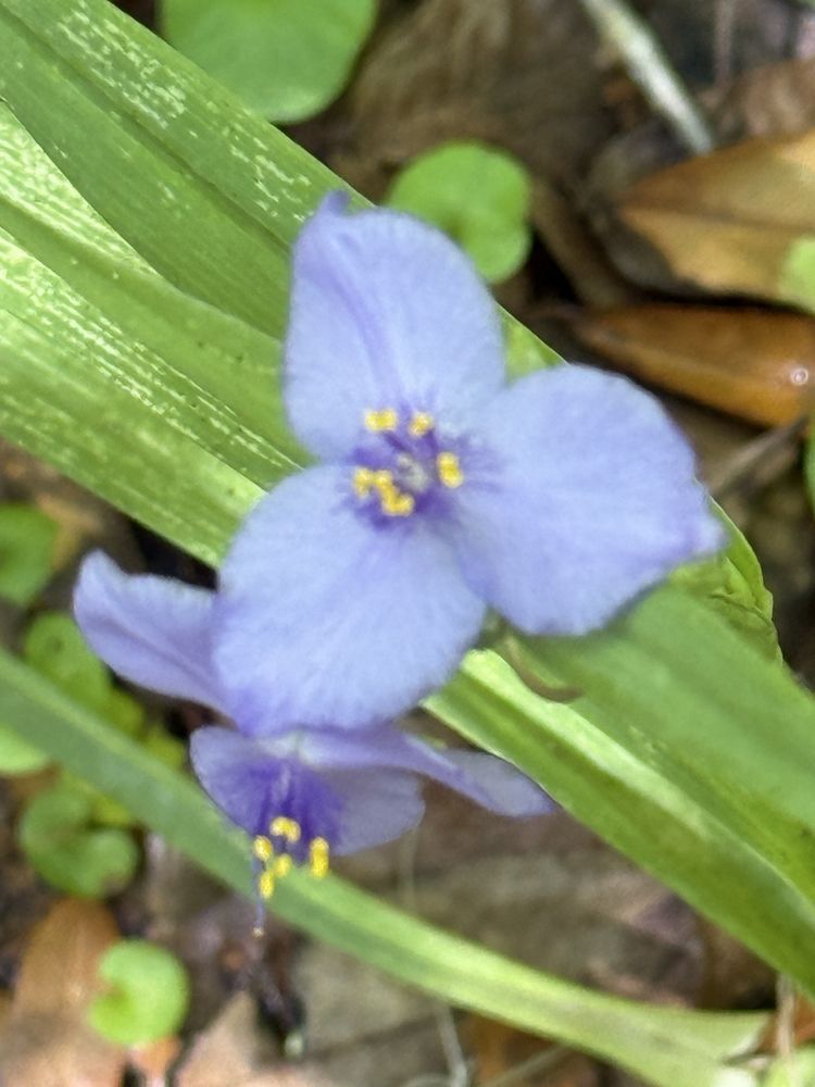 Loblolly Woods Nature Park Image