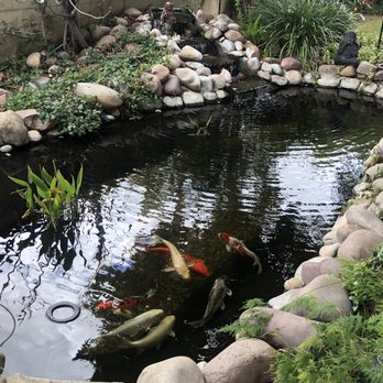 Ocean View Aquarium - Koi pond - Aquarium Services Near Me Ocean View Aquarium - Koi pond - Aquarium Services Near Me