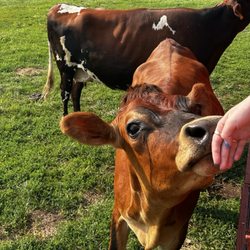 Cow Safari