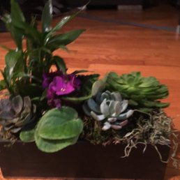REALITY - Succulent Zen Oasis Deluxe