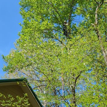 Tree Stewards - Tree Services Near Me