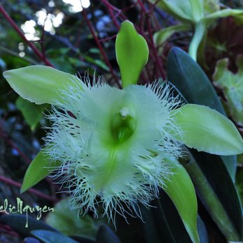 Orchids In The Park - http://www.orchidsanfrancisco.org/ - Festivals Near Me - San Francisco, California Orchids In The Park - http://www.orchidsanfrancisco.org/ - Festivals Near Me - San Francisco, California