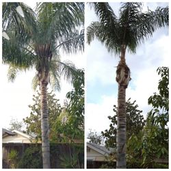 Elenes Tree Service - Trim