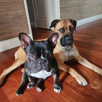 Founders Veterinary Clinic - Veterinarians Near Me - Brea, California Founders Veterinary Clinic - Veterinarians Near Me - Brea, California