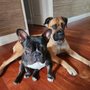 Photo of Founders Veterinary Clinic