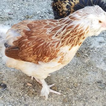 Napa Backyard Chickens - Ranches Near Me