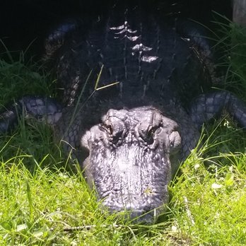 Tigertail Airboat Tours - Boat Tours Near Me - Miami, Florida