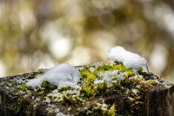 Hoh Rain Forest by null