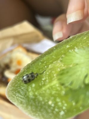 Pickle Banh Mi Co- Long Beach by null