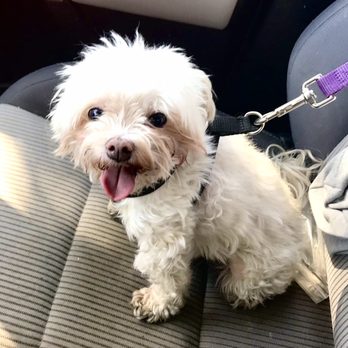 Travelodge by Wyndham Redding CA - Clyde riding shotgun, approved as well. - Hotels Near Me - Redding, California