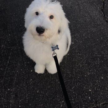 Learning Pawsibilities - I got a bath and a trim, after playing all day with my friends!! Clean for the weekend. - Pet Training Near Me - Phoenix, Arizona