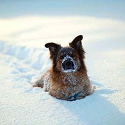 Treat Play Love