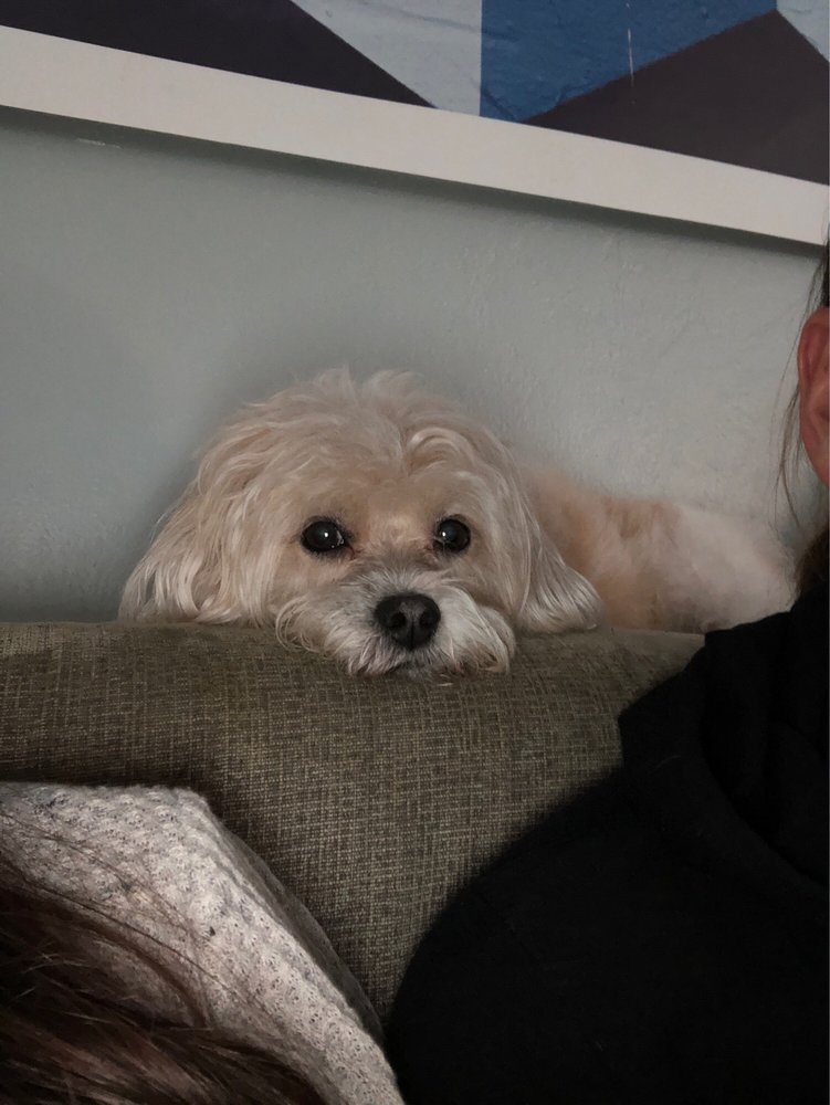 Pet Mo'Tail and Spaw Image