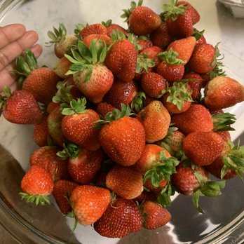 Salem Berry Farm - Farms Near Me - Virginia Beach, Virginia