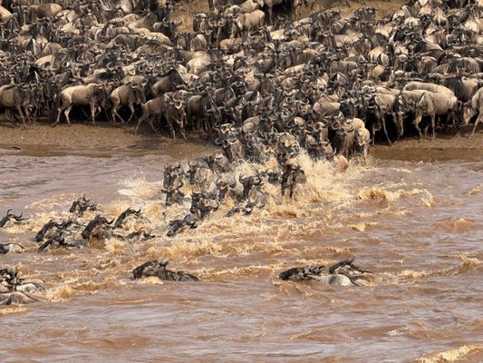 Africa Adventure Consultants by null