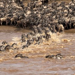 Africa Adventure Consultants - The Great Wildebeest Migration
