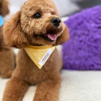 Puppy Palms - Pet Groomers Near Me - Delray Beach, Florida Puppy Palms - Pet Groomers Near Me - Delray Beach, Florida