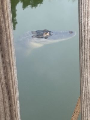 The Beach Bar by null