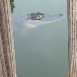Beach Bar - Gator